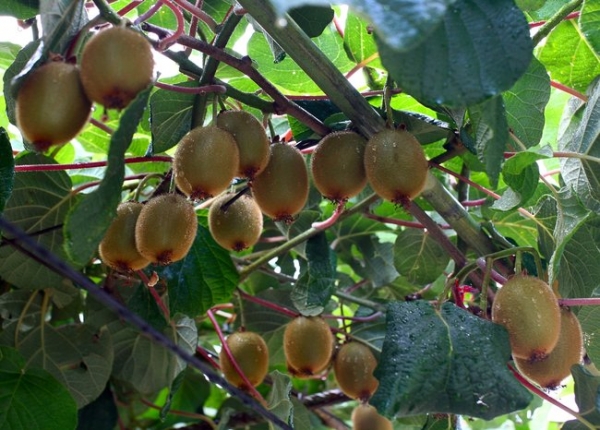 kiwi fruits