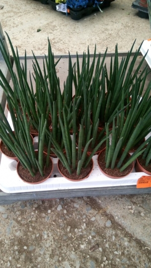 &Sigma;&alpha;&nu;&sigma;&epsilon;&beta;&iota;έ&rho;&alpha; &kappa;&upsilon;&lambda;&iota;&nu;&delta;&rho;&iota;&kappa;ή &sigma;&tau;&eta;&nu; &Kappa;&Epsilon;&Nu;&Tau;&Iota;&Alpha;