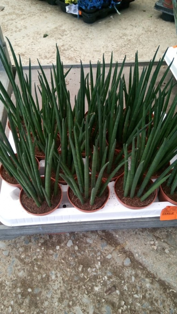 &Sigma;&alpha;&nu;&sigma;&epsilon;&beta;&iota;έ&rho;&alpha; &kappa;&upsilon;&lambda;&iota;&nu;&delta;&rho;&iota;&kappa;ή &sigma;&tau;&eta;&nu; &Kappa;&Epsilon;&Nu;&Tau;&Iota;&Alpha;