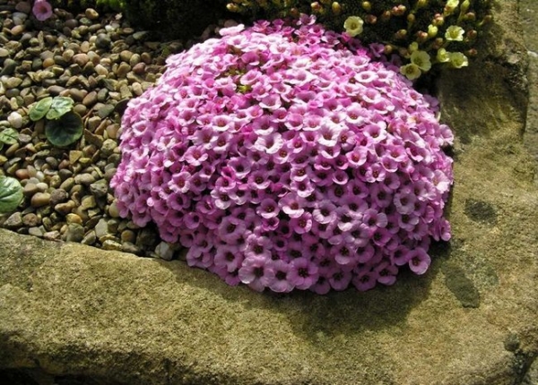 Saxifraga  &mu;έ&sigma;&alpha; &sigma;&tau;&eta;&nu; &pi;έ&tau;&rho;&alpha;