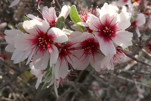 Ά&nu;&theta;&omicron;&sigmaf; &alpha;&mu;&upsilon;&gamma;&delta;&alpha;&lambda;&iota;ά&sigmaf;