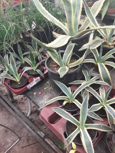 Agave americana