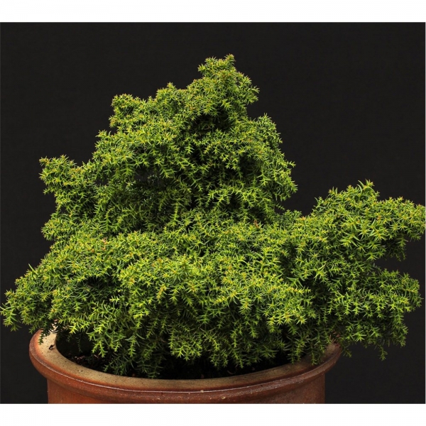Crytpomeria japonica