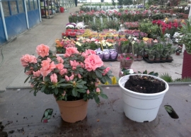 &Mu;&epsilon;&tau;&alpha;&gamma;&lambda;ά&sigma;&tau;&rho;&omega;&sigma;&eta; &alpha;&zeta;&alpha;&lambda;έ&alpha;&sigmaf;