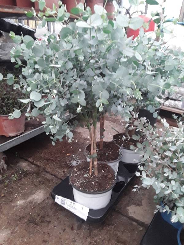Eucalyptus g&upsilon;nni &sigma;&epsilon; &delta;&epsilon;&nu;&tau;&rho;ά&kappa;&iota;