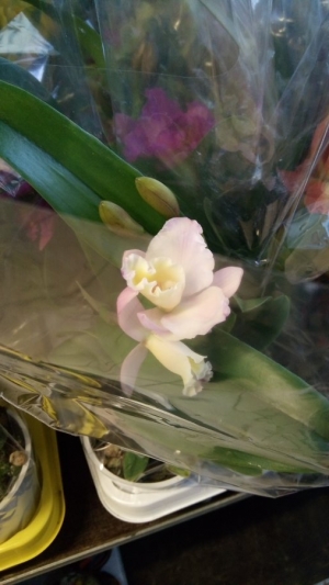 &Omicron;&rho;&chi;&iota;&delta;έ&alpha; Cattley &lambda;&epsilon;&upsilon;&kappa;&omicron;ύ &chi;&rho;ώ&mu;&alpha;&tau;&omicron;&sigmaf;