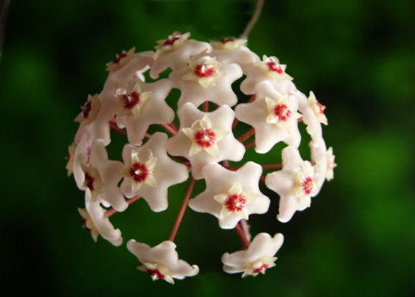 Hoya Carnosa