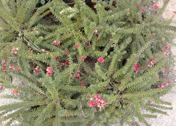 grevilea lanigera mount tamboritha