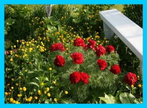 &kappa;ή&pi;&omicron;&sigmaf; &mu;&epsilon; &nu;&epsilon;&rho;&alpha;&gamma;&kappa;&omicron;ύ&lambda;&epsilon;&sigmaf;