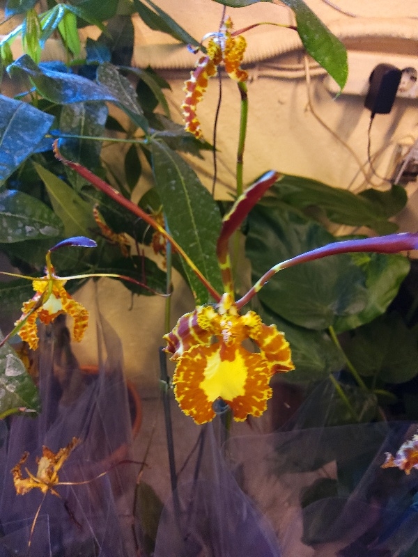 Psychopsis mariposagreen calley &sigma;&tau;&eta;&nu; &Kappa;έ&nu;&tau;&iota;&alpha;