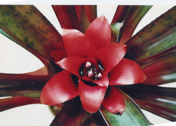 &Nu;&iota;&nu;&tau;&omicron;&upsilon;&lambda;ά&rho;&iota;&omicron; ή &nu;&epsilon;&omicron;&rho;&epsilon;&gamma;&gamma;έ&lambda;&iota;&alpha;