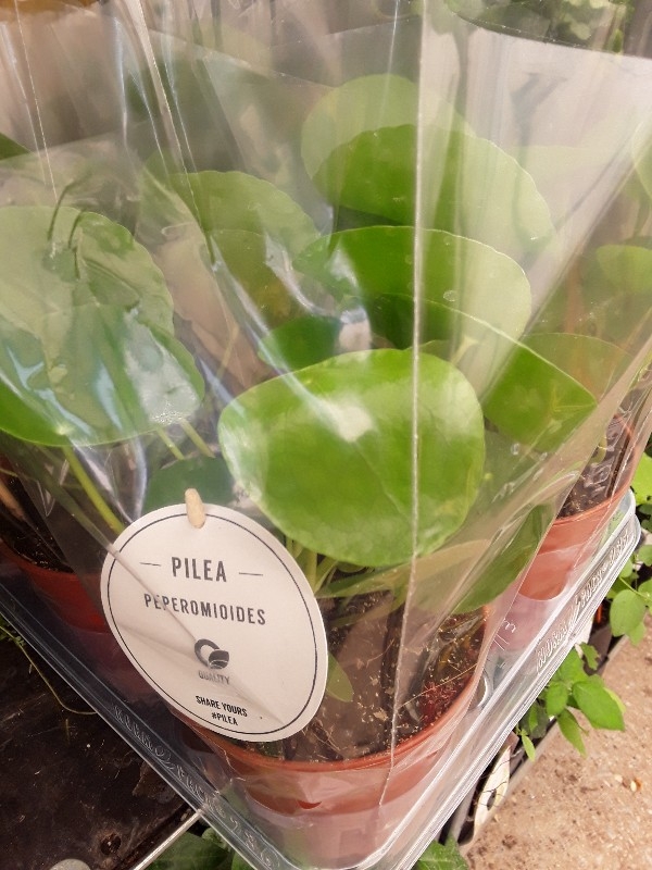 Pilea peperomoides