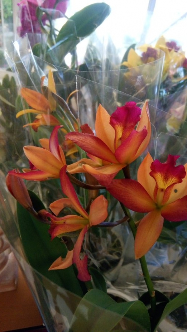 Cattley orchid &sigma;&epsilon; &pi;&omicron;&rho;&tau;&omicron;&kappa;&alpha;&lambda;ί &chi;&rho;ώ&mu;&alpha; &sigma;&tau;&eta;&nu; &Kappa;&Epsilon;&Nu;&Tau;&Iota;&Alpha;