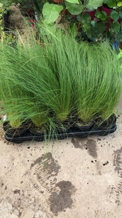 Stipa tenuifolia, mexican feathergrass