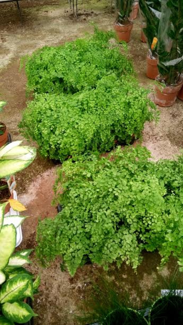 &Alpha;&nu;&tau;ί&alpha;&nu;&theta;&omicron; ή &phi;&tau;έ&rho;&eta; &epsilon;&sigma;&omega;&tau;&epsilon;&rho;&iota;&kappa;&omicron;ύ &chi;ώ&rho;&omicron;&upsilon;