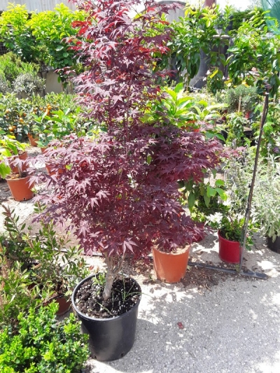 Acer palmatum atropurpureum &nu;ά&nu;&omicron;
