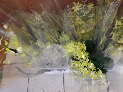 Oncidium pupukea sunset