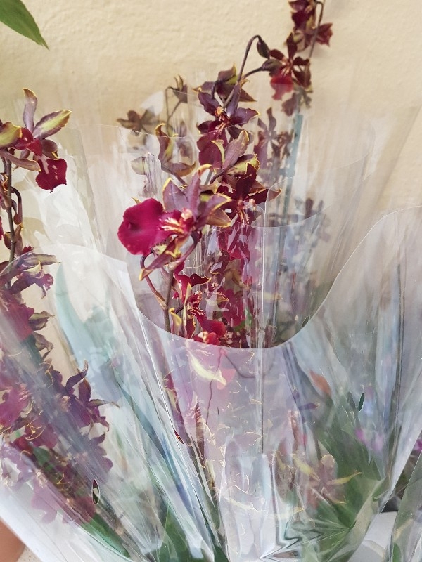 Orchid colmanara black cat