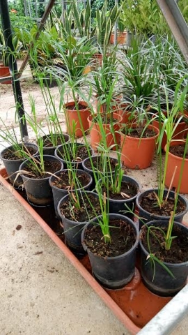 &Pi;ά&pi;&upsilon;&rho;&omicron;&sigmaf; &sigma;&epsilon; &mu;&iota;&kappa;&rho;ό &mu;έ&gamma;&epsilon;&theta;&omicron;&sigmaf;