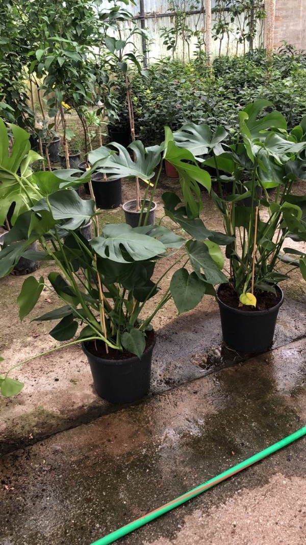 &Mu;&omicron;&nu;&sigma;&tau;έ&rho;&epsilon;&sigmaf; &sigma;&epsilon; &mu;&epsilon;&gamma;ά&lambda;&omicron; &mu;έ&gamma;&epsilon;&theta;&omicron;&sigmaf;