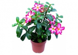 &Alpha;&nu;&tau;έ&nu;&iota;&omicron;&upsilon;&mu;