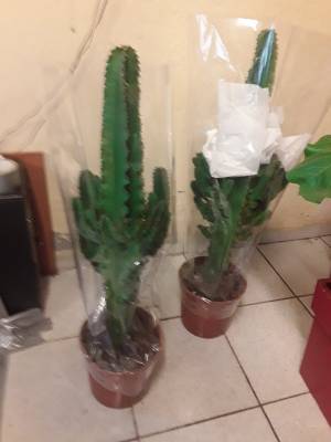 Euphorbia trigona ingens ή eritrea