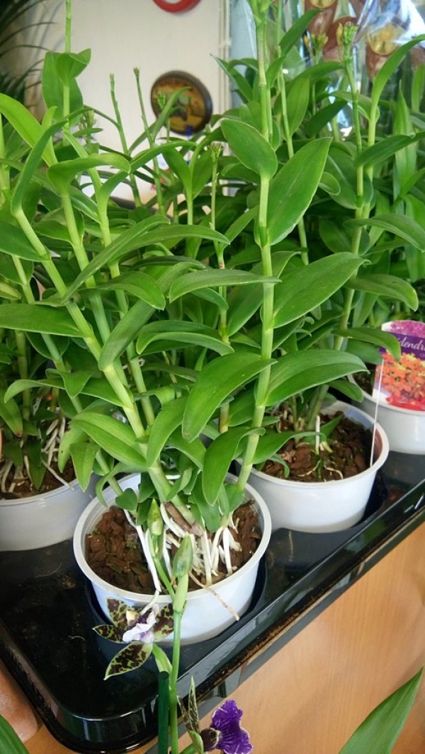 &Eta; &omicron;&rho;&chi;&iota;&delta;έ&alpha; &tau;&eta;&sigmaf; &Kappa;.&Alpha;&mu;&epsilon;&rho;&iota;&kappa;ή&sigmaf; :&tau;&omicron; &epsilon;&pi;ί&delta;&epsilon;&nu;&tau;&rho;&omicron;