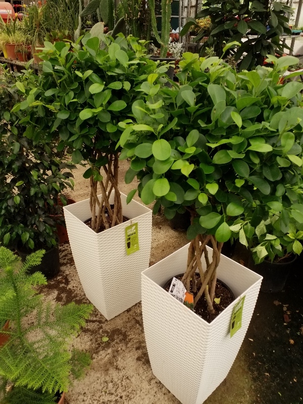 &Phi;ί&kappa;&omicron;&sigmaf; monclame &sigma;&epsilon; &lambda;&epsilon;&upsilon;&kappa;ή &kappa;ώ&nu;&iota;&kappa;&eta; &gamma;&lambda;ά&sigma;&tau;&rho;&alpha; &sigma;&tau;&eta;&nu; &Kappa;έ&nu;&tau;&iota;&alpha;