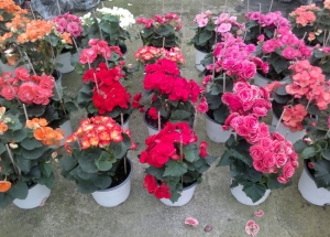 &Pi;&omicron;&iota;&kappa;&iota;&lambda;ί&epsilon;&sigmaf; &beta;&iota;&gamma;ό&nu;&iota;&alpha;&sigmaf; &sigma;&tau;&eta;&nu; &Kappa;&Epsilon;&Nu;&Tau;&Iota;&Alpha;