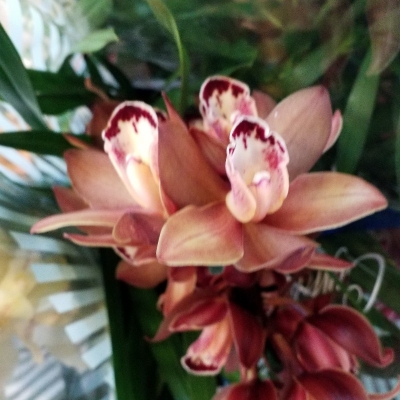 Cymbidium brown color &sigma;&tau;&eta;&nu; &Kappa;έ&nu;&tau;&iota;&alpha;
