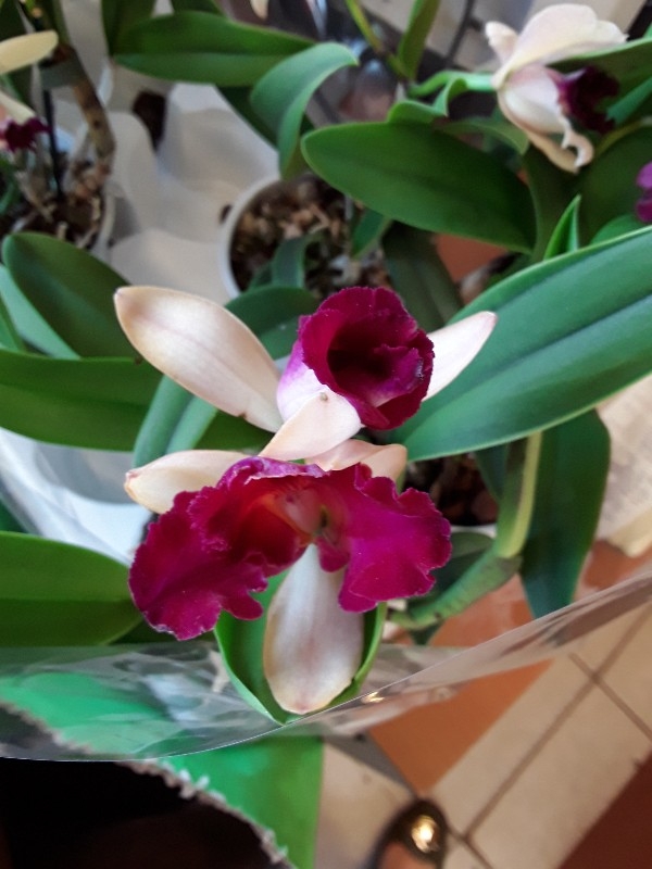 Cattleya &delta;ί&chi;&rho;&omega;&mu;&eta;