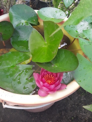 &Nu;&omicron;ύ&phi;&alpha;&rho;&alpha; &sigma;&epsilon; &phi;&omicron;ύ&xi;&iota;&alpha; &chi;&rho;ώ&mu;&alpha;