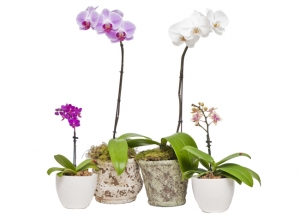 &Omicron;&rho;&chi;&iota;&delta;έ&alpha; Phalaenopsis, &tau;&omicron; &iota;&delta;&alpha;&nu;&iota;&kappa;ό &phi;&upsilon;&tau;ό &gamma;&iota;&alpha; &delta;&iota;&alpha;&kappa;ό&sigma;&mu;&eta;&sigma;&eta; &epsilon;&sigma;&omega;&tau;&epsilon;&rho;&iota;&kappa;ώ&nu; &chi;ώ&rho;&omega;&nu;