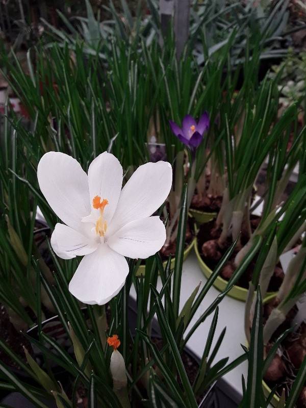 &Lambda;&epsilon;&upsilon;&kappa;ό&sigmaf; &kappa;&rho;ό&kappa;&omicron;&sigmaf; &sigma;&epsilon; &beta;&omicron;&lambda;&beta;ό