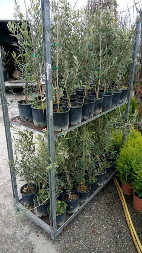 &Epsilon;&lambda;&iota;έ&sigmaf; &Mu;&alpha;&rho;ώ&nu;&epsilon;&iota;&alpha;&sigmaf; &delta;&iota;&epsilon;&tau;ί&alpha;&sigmaf; έ&tau;&omicron;&iota;&mu;&epsilon;&sigmaf; &gamma;&iota;&alpha; &kappa;&alpha;&lambda;&lambda;&iota;έ&rho;&gamma;&epsilon;&iota;&alpha;