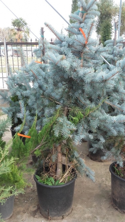 &Mu;&pi;&lambda;έ έ&lambda;&alpha;&tau;&omicron; &epsilon;&mu;&beta;&omicron;&lambda;&iota;&alpha;&sigma;&mu;έ&nu;&omicron;