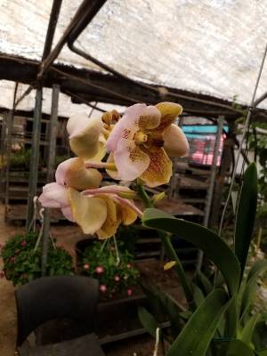 Vanda orchid