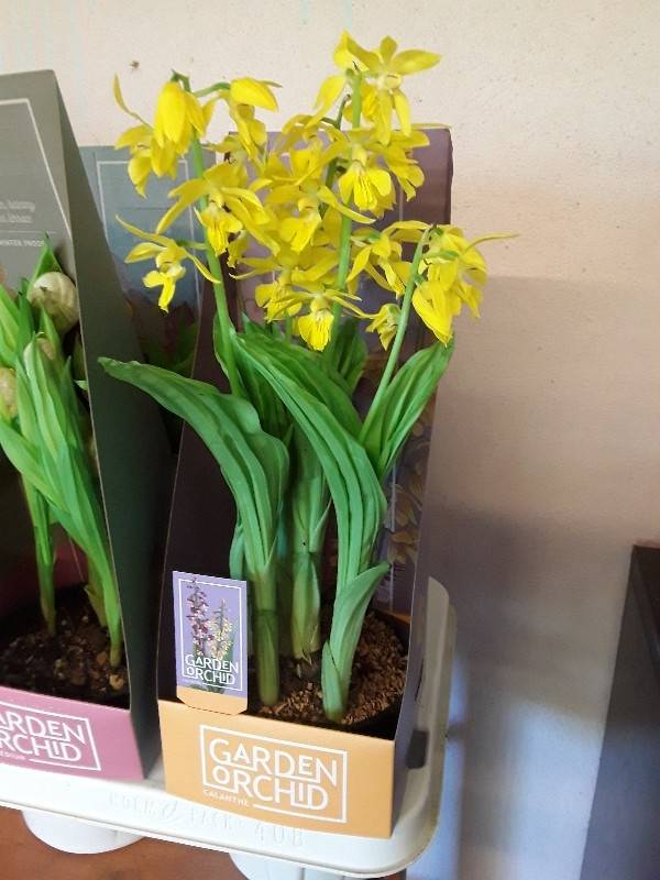 Calanthe &kappa;ί&tau;&rho;&iota;&nu;&eta;