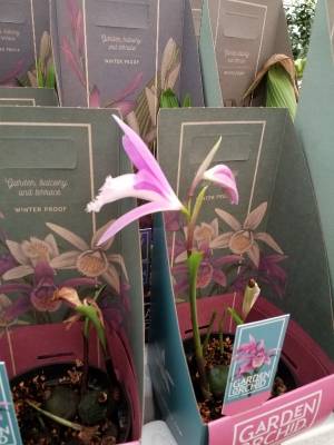 Ορχιδέα κήπου pleione