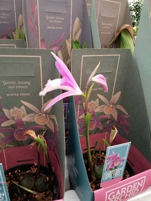 &Omicron;&rho;&chi;&iota;&delta;έ&alpha; &kappa;ή&pi;&omicron;&upsilon; pleione