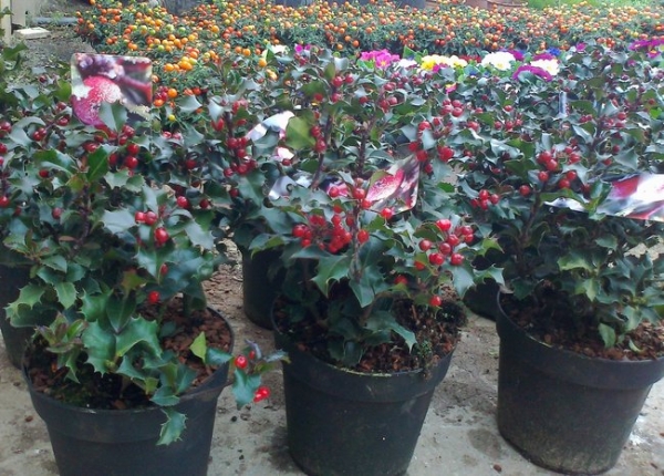 Ilex meserveae blue angel