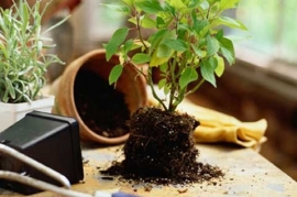 &Mu;&epsilon;&tau;&alpha;&gamma;&lambda;ά&sigma;&tau;&rho;&omega;&sigma;&eta; &phi;&upsilon;&tau;ώ&nu;