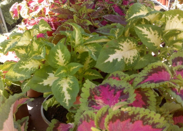 &Omega;&rho;&alpha;&iota;ό&phi;&upsilon;&lambda;&lambda;&omicron; &sigma;&tau;&eta;&nu; &Kappa;&Epsilon;&Nu;&Tau;&Iota;&Alpha;