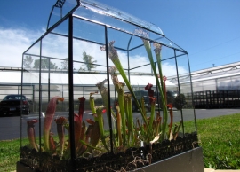 Terrarium &mu;&epsilon; sarracinia (&sigma;&alpha;&rho;&kappa;&omicron;&phi;ά&gamma;&omicron;)