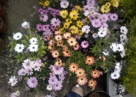 &Delta;&iota;&mu;&omicron;&rho;&phi;&omicron;&theta;ή&kappa;&eta; &sigma;&tau;&eta;&nu; &Kappa;&Epsilon;&Nu;&Tau;&Iota;&Alpha;