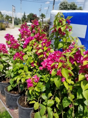 &Mu;&pi;&omicron;&upsilon;&kappa;&alpha;&mu;&beta;ί&lambda;&iota;&epsilon;&sigmaf; &sigma;&epsilon; &phi;&omicron;ύ&xi;&iota;&alpha; &chi;&rho;ώ&mu;&alpha; &sigma;&tau;&eta;&nu; &Kappa;&Epsilon;&Nu;&Tau;&Iota;&Alpha;