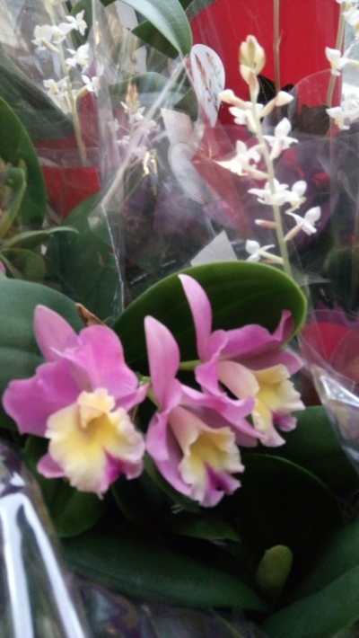 &Omicron;&rho;&chi;&iota;&delta;έ&alpha; cattley lilac color