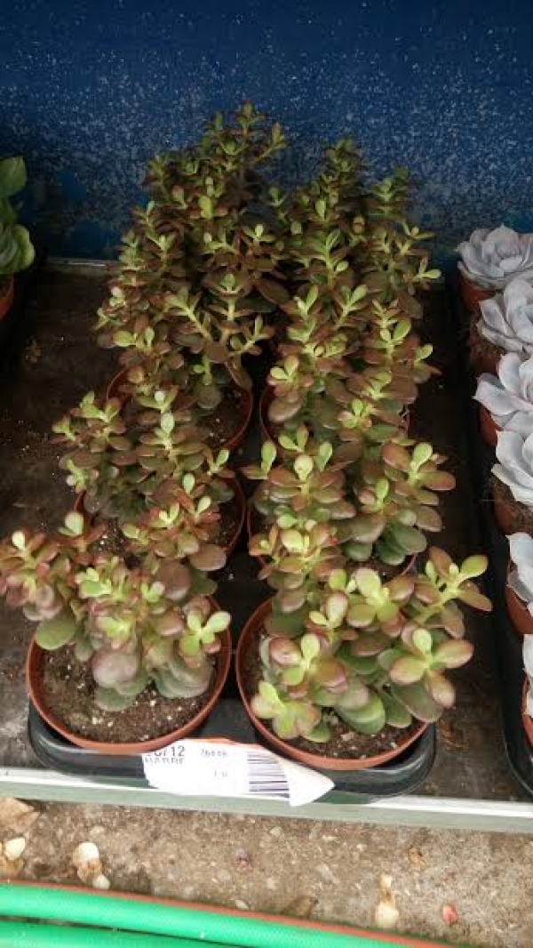 Crassula ovata