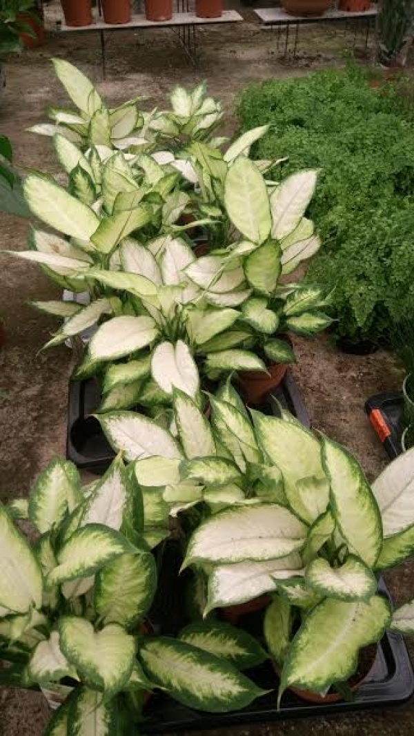 &Delta;&iota;&epsilon;&phi;&epsilon;&mu;&pi;ά&chi;&iota;&alpha; &kappa;&alpha;&mu;ί&lambda;&alpha;