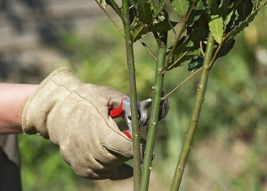 &Kappa;&lambda;ά&delta;&epsilon;&mu;&alpha; &phi;&upsilon;&tau;ώ&nu;